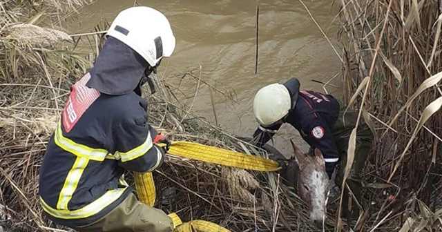 Şanlıurfa'da sulama kanalına düşen eşeği itfaiye kurtardı